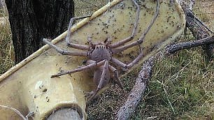 charlotte-il-ragno-gigante