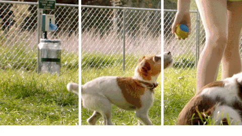 GIF 3d Animali - cane che gioca con la pallina 