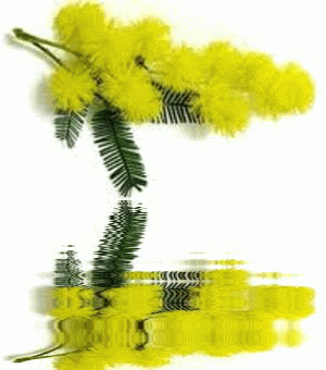 GIF 8 Marzo - Auguri a tutte le Donne - Festa della Donna 