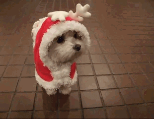 GIF di Natale divertenti - Cane