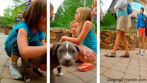 GIF 3d - cane