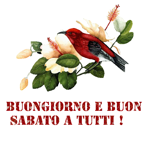 GIF buongiorno e buon sabato a tutti 