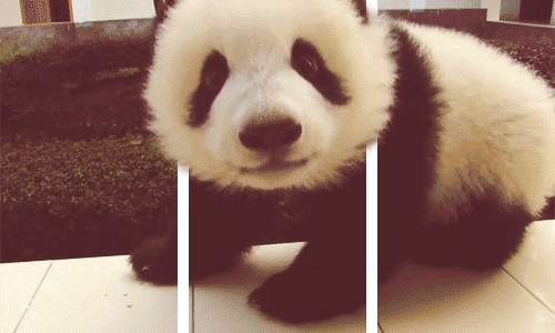 GIF 3d – Panda
