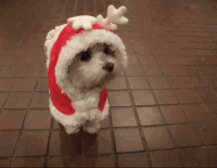 GIF di Natale divertenti - Cane