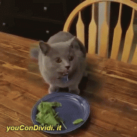 GIF divertenti con un Gatto