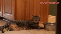 GIF divertenti con un Gatto