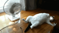 GIF Ventilatore