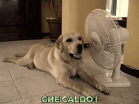 Gif ventilatore - Che caldo