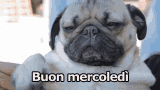GIF Buon Mercoledi