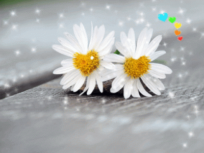 Nuove GIF Buongiorno