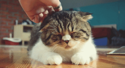 GIF accarezzare Gatto