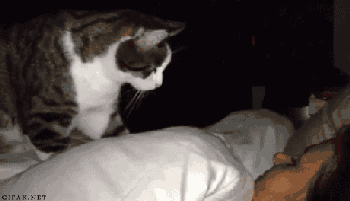 GIF buongiorno