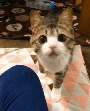 GIF occhi dolce gatto