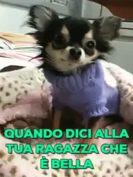 GIF divertenti