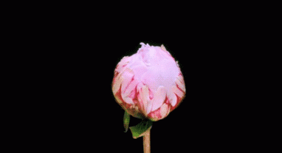 GIF Fiore che sboccia