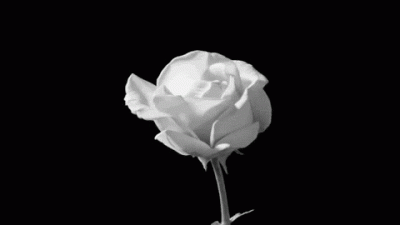 GIF Fiore che sboccia