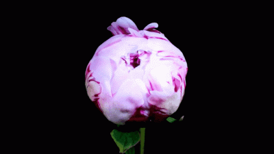 GIF fiore che sboccia