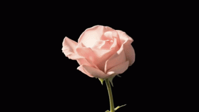 GIF fiore che sboccia