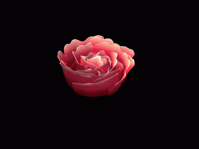 GIF fiore che sboccia