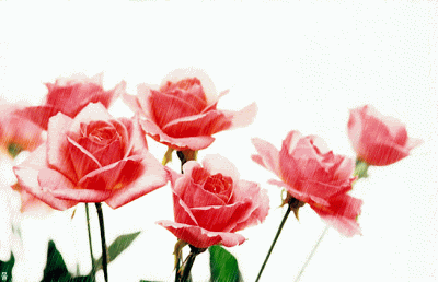 GIF rose rosse