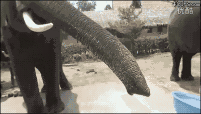 GIF divertenti