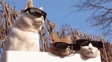 GIF divertenti con i gatti