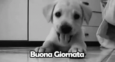 GIF Buona Giornata