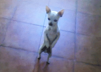 GIF Divertenti