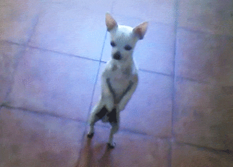 GIF Divertenti